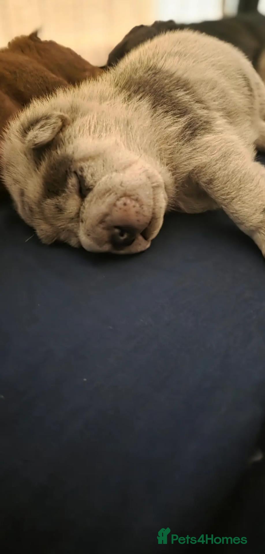 Mixed Breed dogs for sale: Chowpei puppys for sale - Advert 2