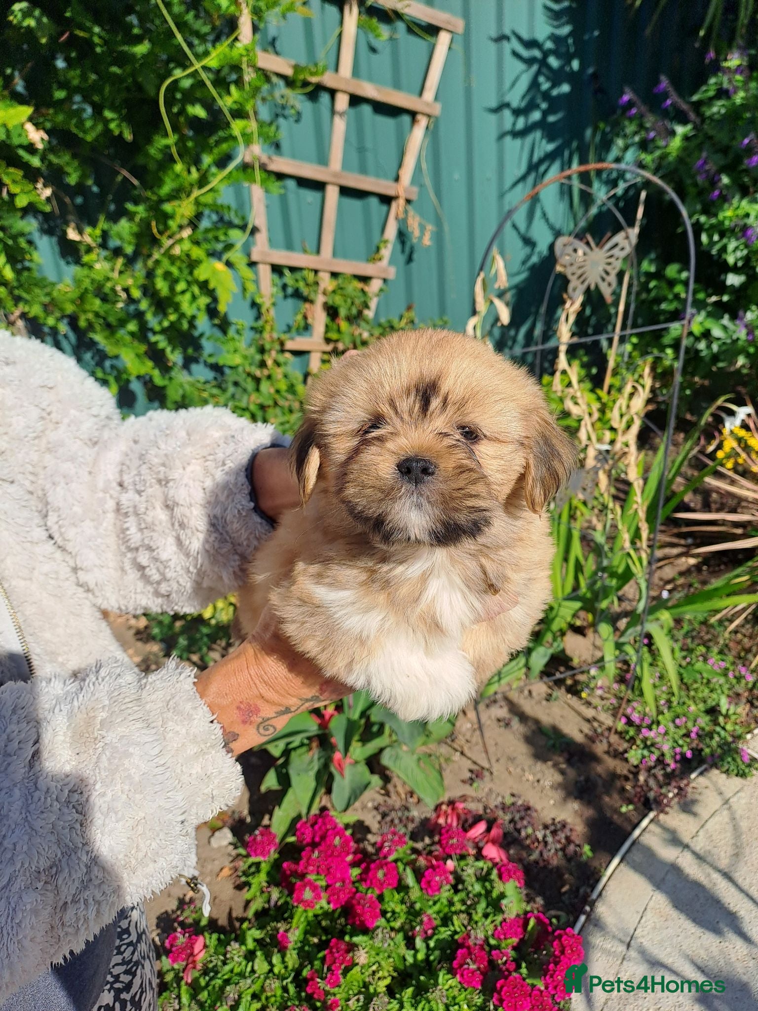 Lhasa Apso dogs Lhasa Apso Puppies  - Advert 1
