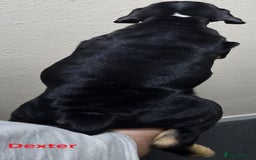 Mixed Breed dogs for sale: Confident & Well-Socialised Presa x Staffy Pups - Image 19