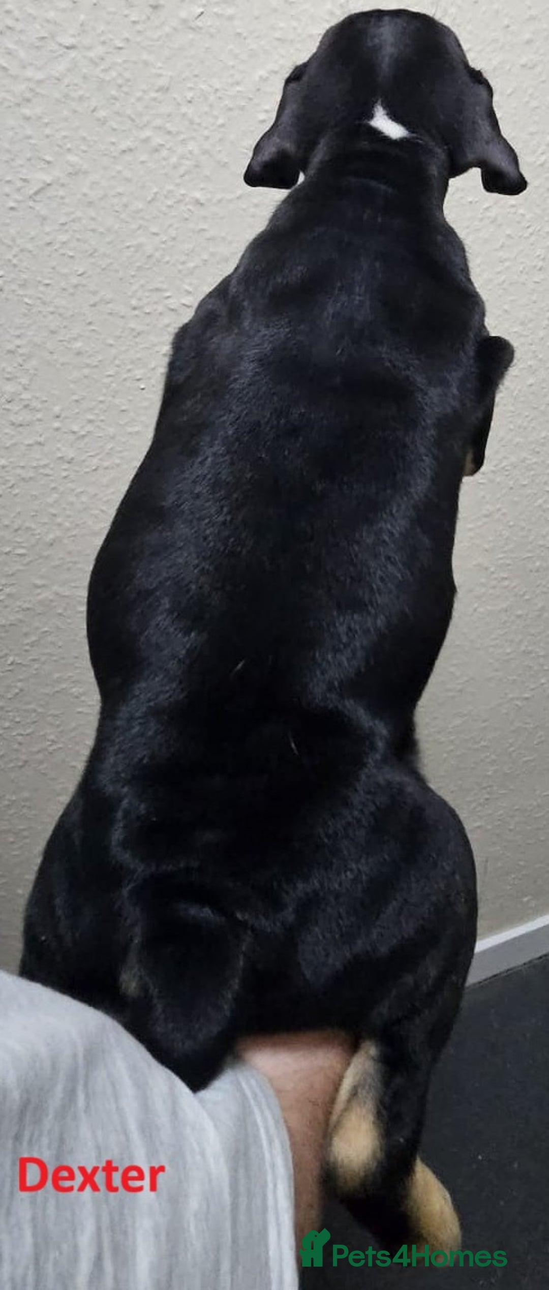 Mixed Breed dogs for sale: Confident & Well-Socialised Presa x Staffy Pups - Image 19