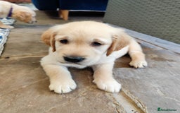 Golden Retriever dogs for sale: Gentle and loving Golden Retriever puppiess  - Image 15