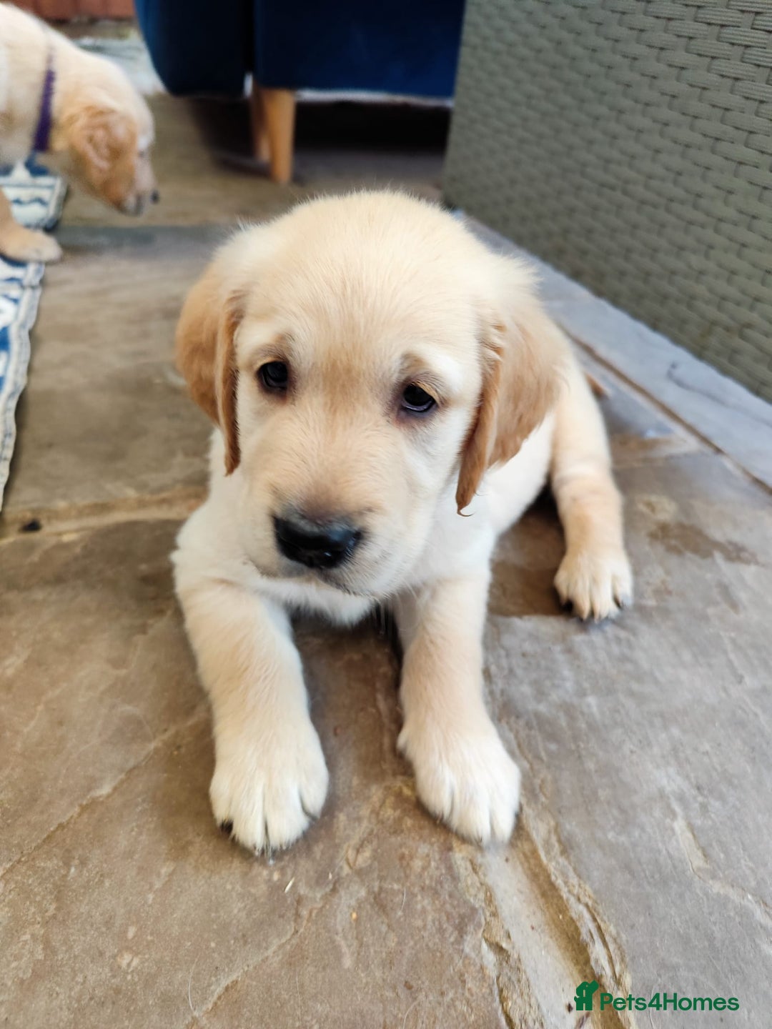 Golden Retriever dogs for sale: Gentle and loving Golden Retriever puppiess  - Image 15