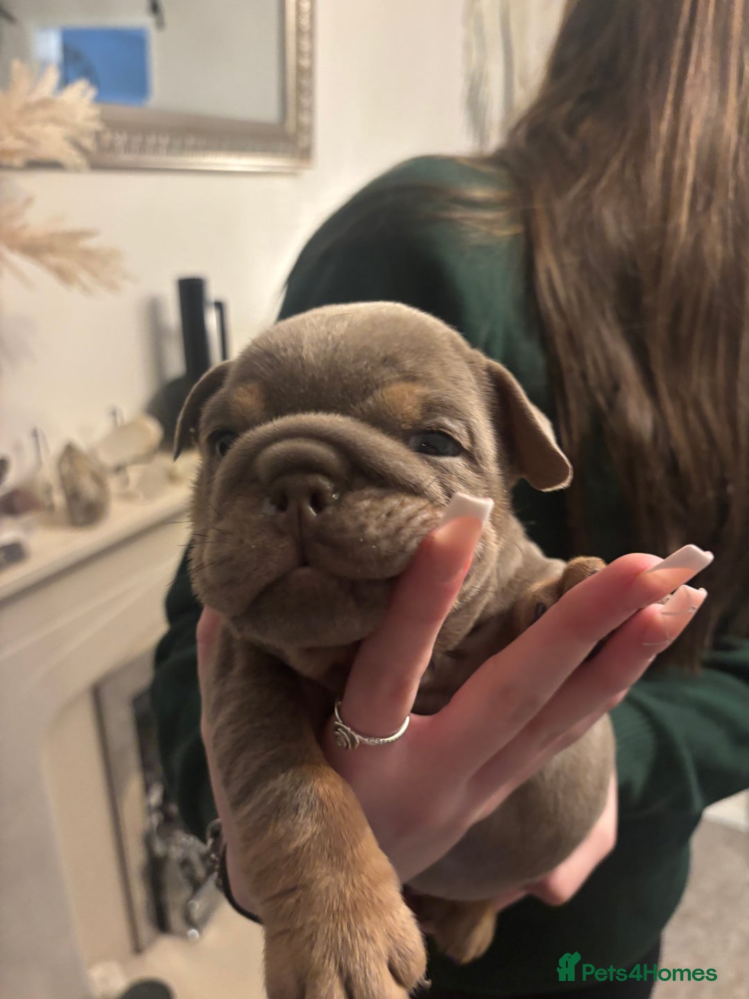 English Bulldog dogs for sale: Amazing quality British bulldog pups  - Advert 12