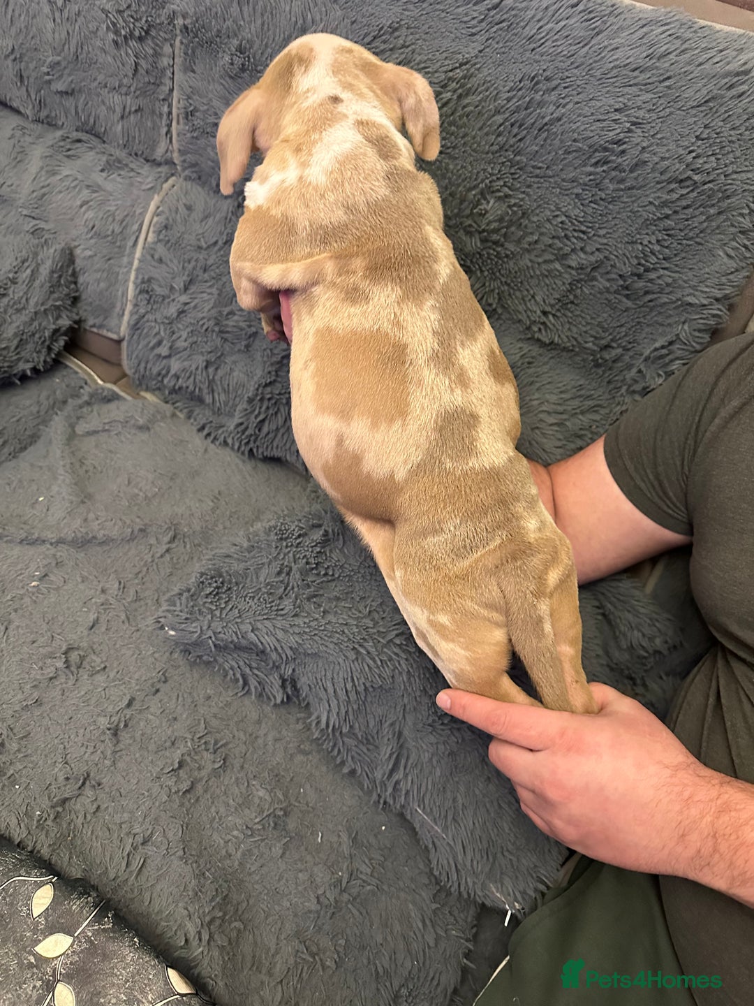 American Bully dogs for sale: ABKC REGISTERED Pocket Exotic/Extreme Bully PUPS! - Advert 28