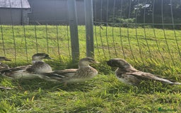 Ducks poultry for sale: Silver Appleyard call ducks for sale  - Image 3