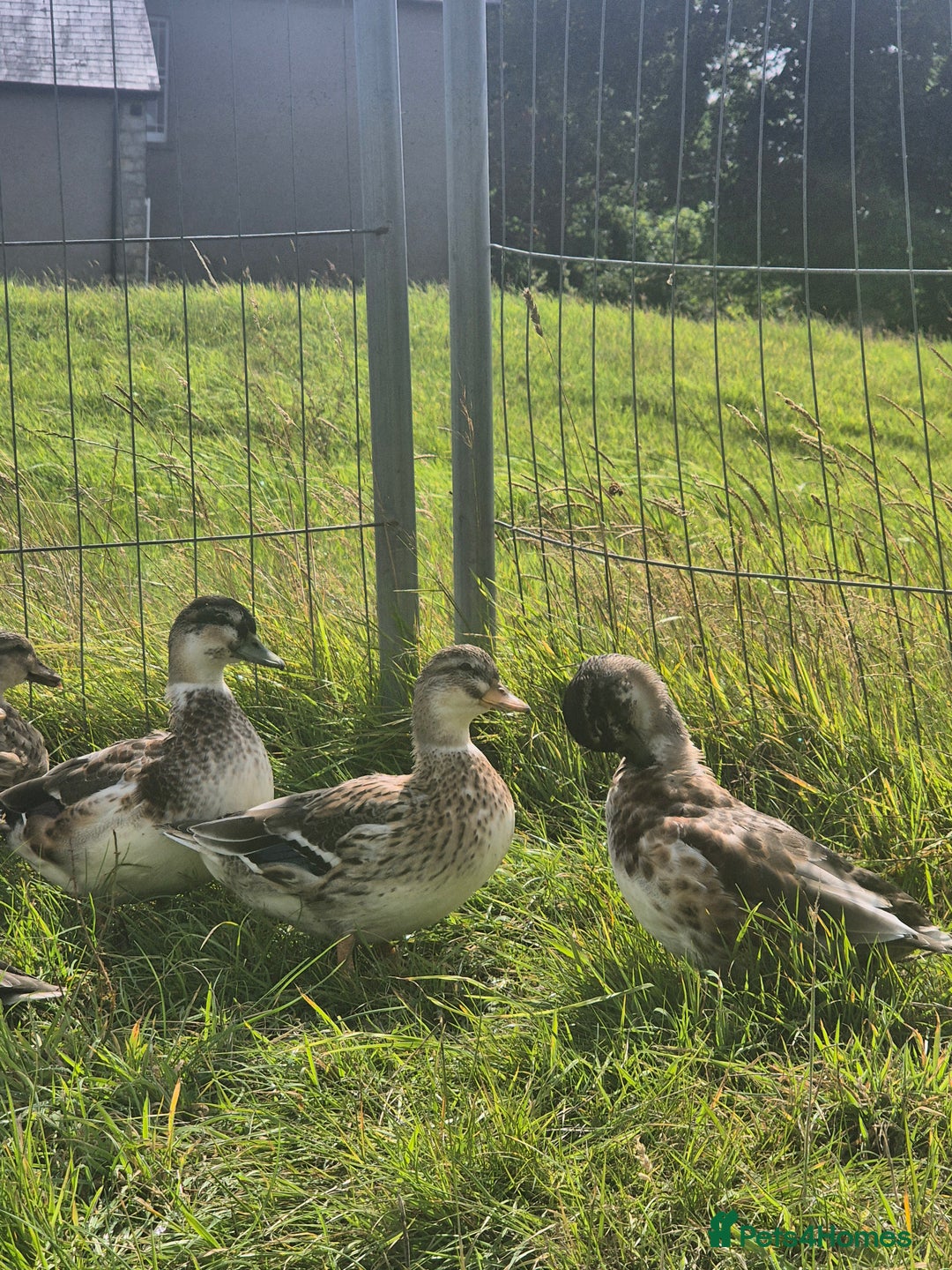 Ducks poultry for sale: Silver Appleyard call ducks for sale  - Image 3