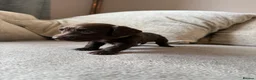 Mixed Breed dogs for sale: Doxiepoo pups  - Advert 23