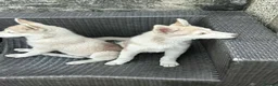 Siberian Husky dogs for sale: Beautiful Siberian husky all boys ready to go - Advert 4