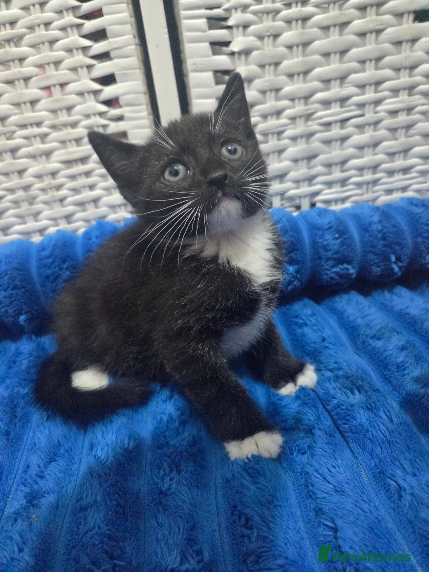 American Shorthair cats Black & white 8 Week Old Kitten - Advert 1