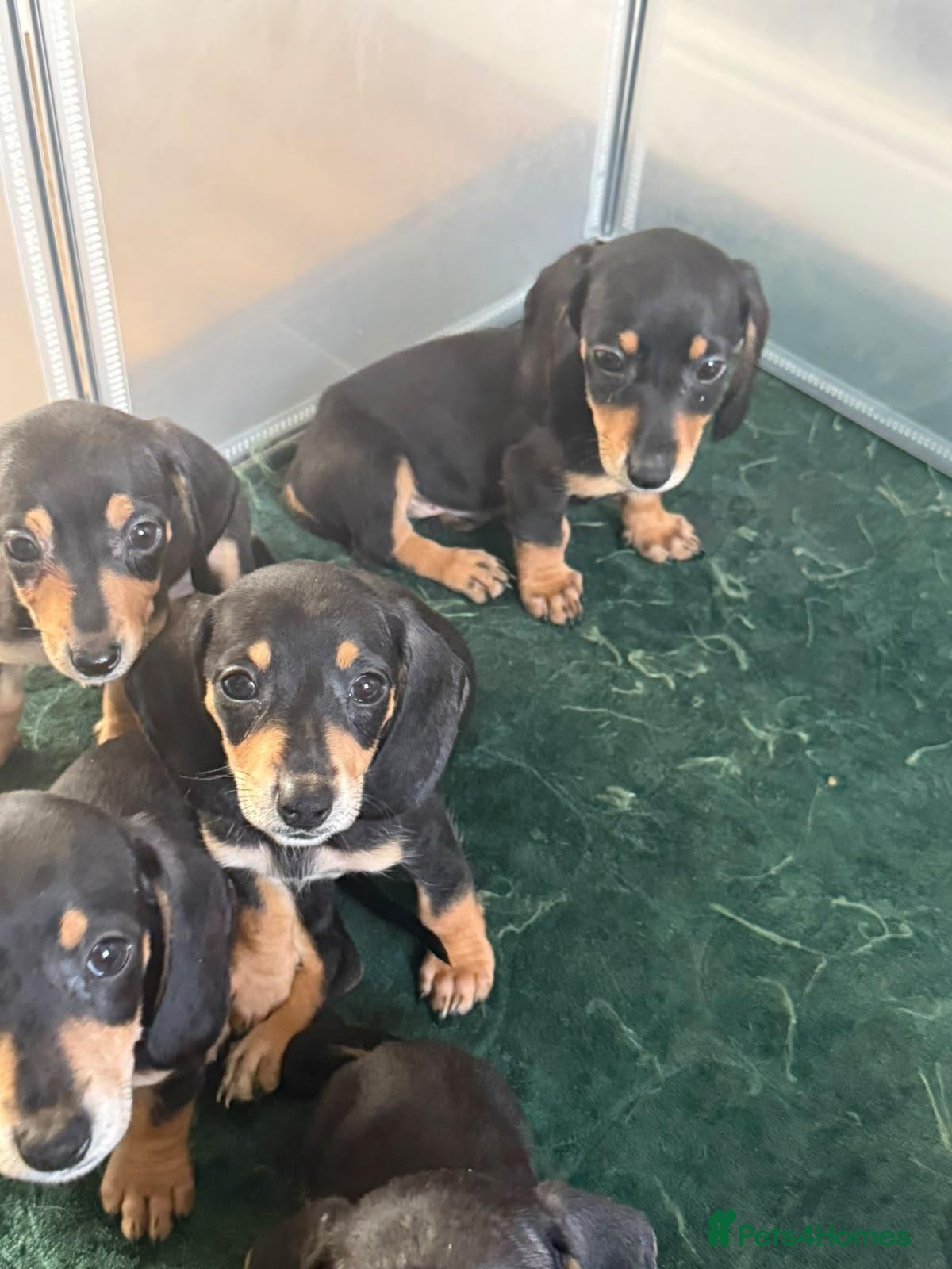 Dachshund dogs Beautiful black and cream puppies available  - Advert 4