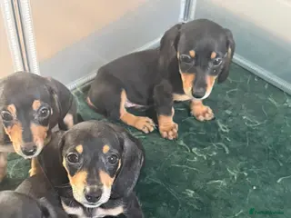 Dachshund dogs Beautiful black and cream puppies available - Advert 4