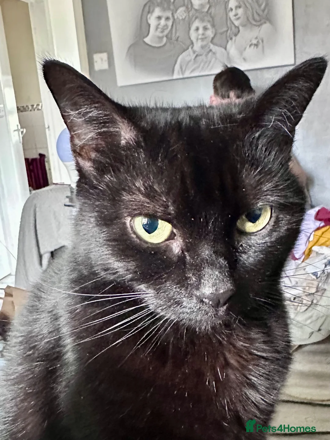 British Shorthair cats for sale: Luna age 7 - Advert 5
