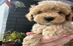 Cockapoo dogs for sale: Stunning F1b pups now available. - Image 10