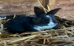 Mixed Breed rabbits for sale: Baby bunnies  - Image 5