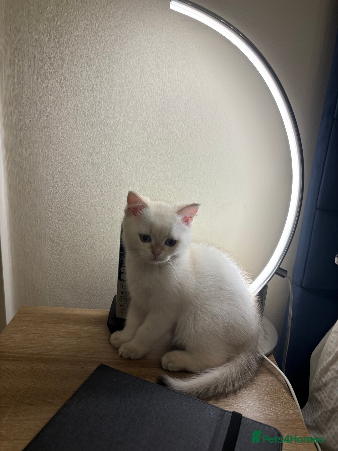 British Shorthair cats for sale: British Shorthair golden and silver - Image 2