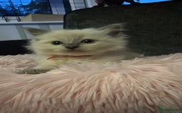 Ragdoll cats for sale: Loving Ragdoll Kittens  - Image 18
