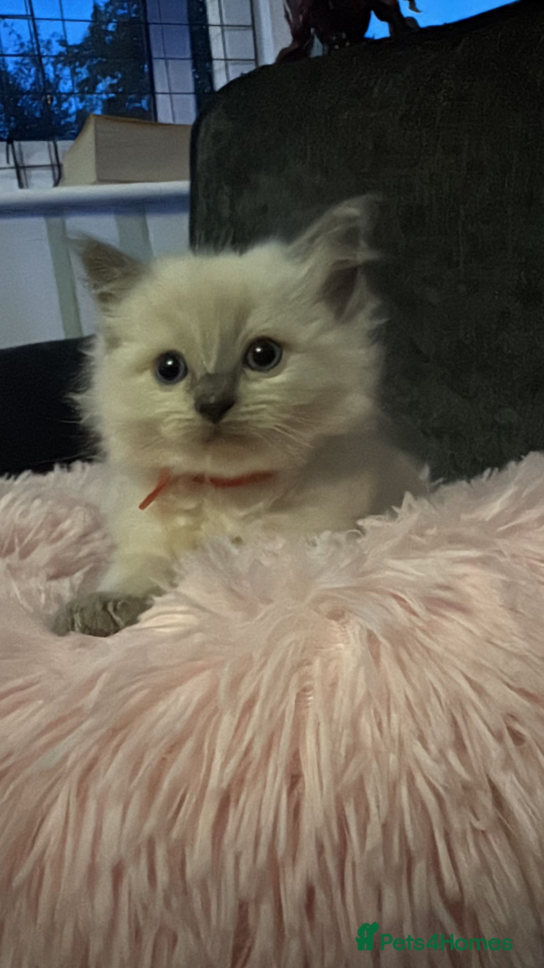 Ragdoll cats for sale: Loving Ragdoll Kittens  - Image 18