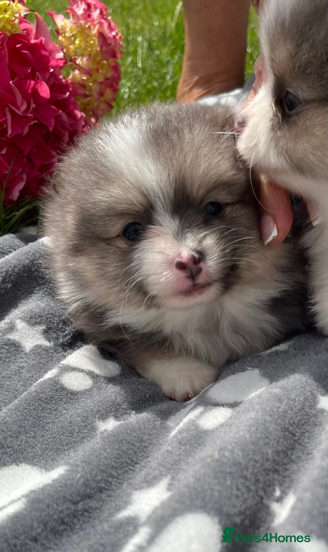 Pomeranian dogs for sale: Russian bloodline, Pomeranian puppies  - Image 16