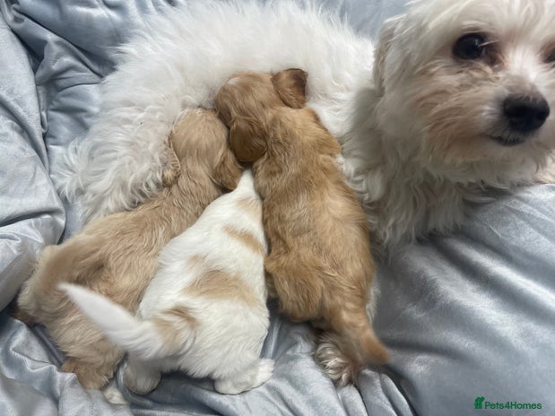 Mixed Breed dogs - Advert 2
