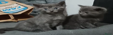 British Shorthair 1 gray male
