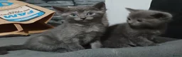 British Shorthair cats for sale: 4 beautiful kittens in Sheffield - Advert 6