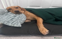 Mixed Breed dogs for sale: Red Fox Lab - Image 3