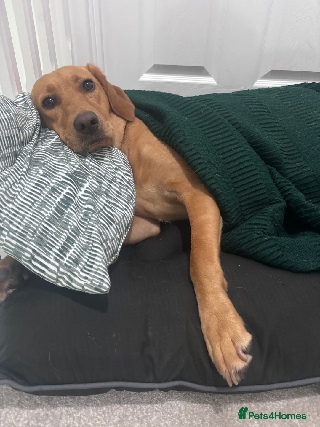 Mixed Breed dogs for sale: Red Fox Lab - Image 3