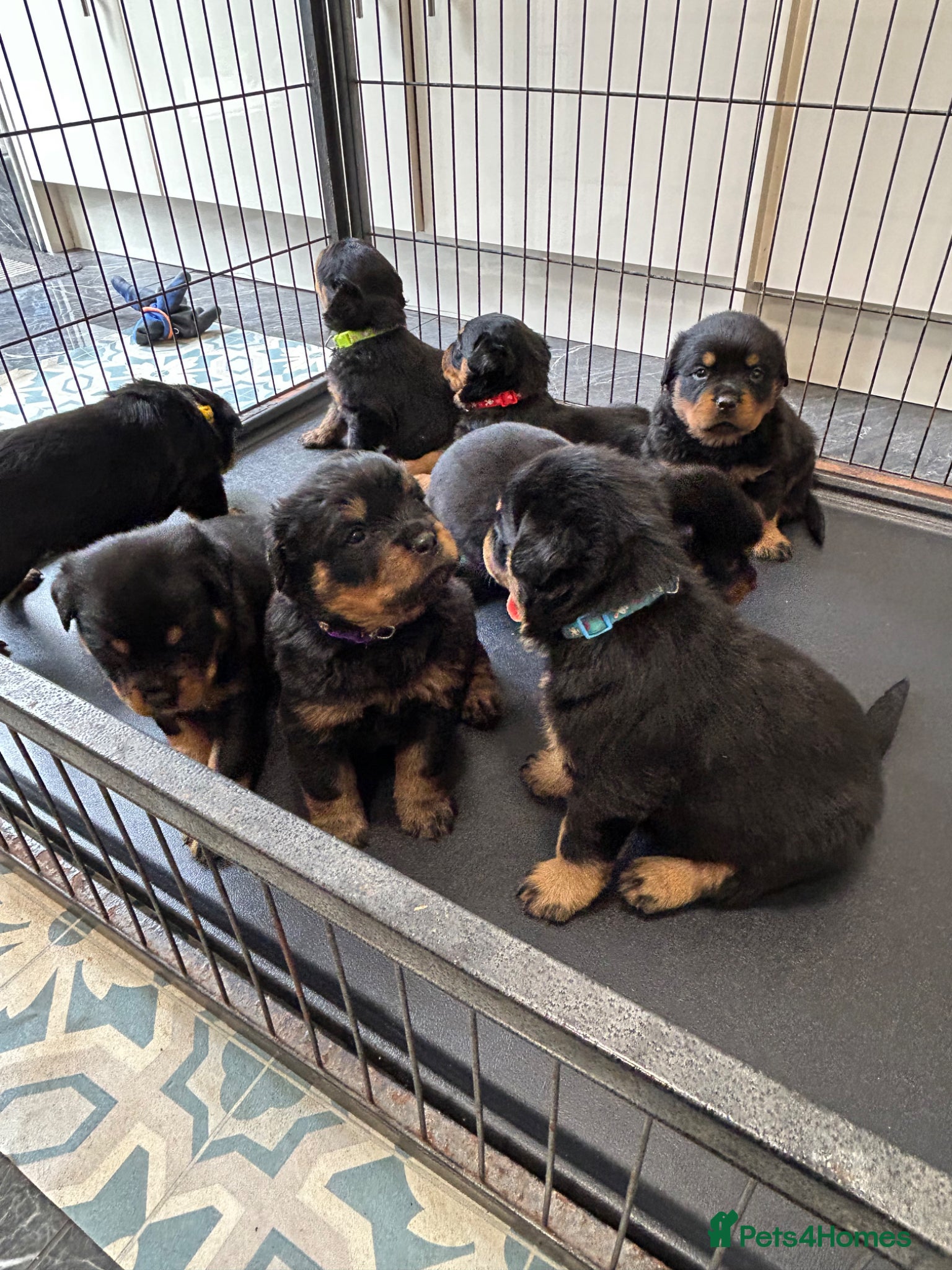 Rottweiler dogs KC Registered Champion Bloodline Rottwiler Puppies - Advert 1