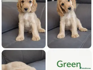 Cocker Spaniel dogs Last puppy left! KC registered show cocker puppies - Advert 18