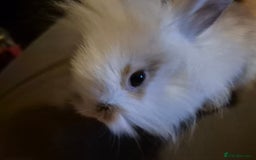 Lionhead rabbits for sale: 5  baby bunnies looking for their forever home - Image 3