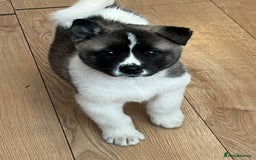 Akita dogs for stud: American Akita for Stud  - Image 15