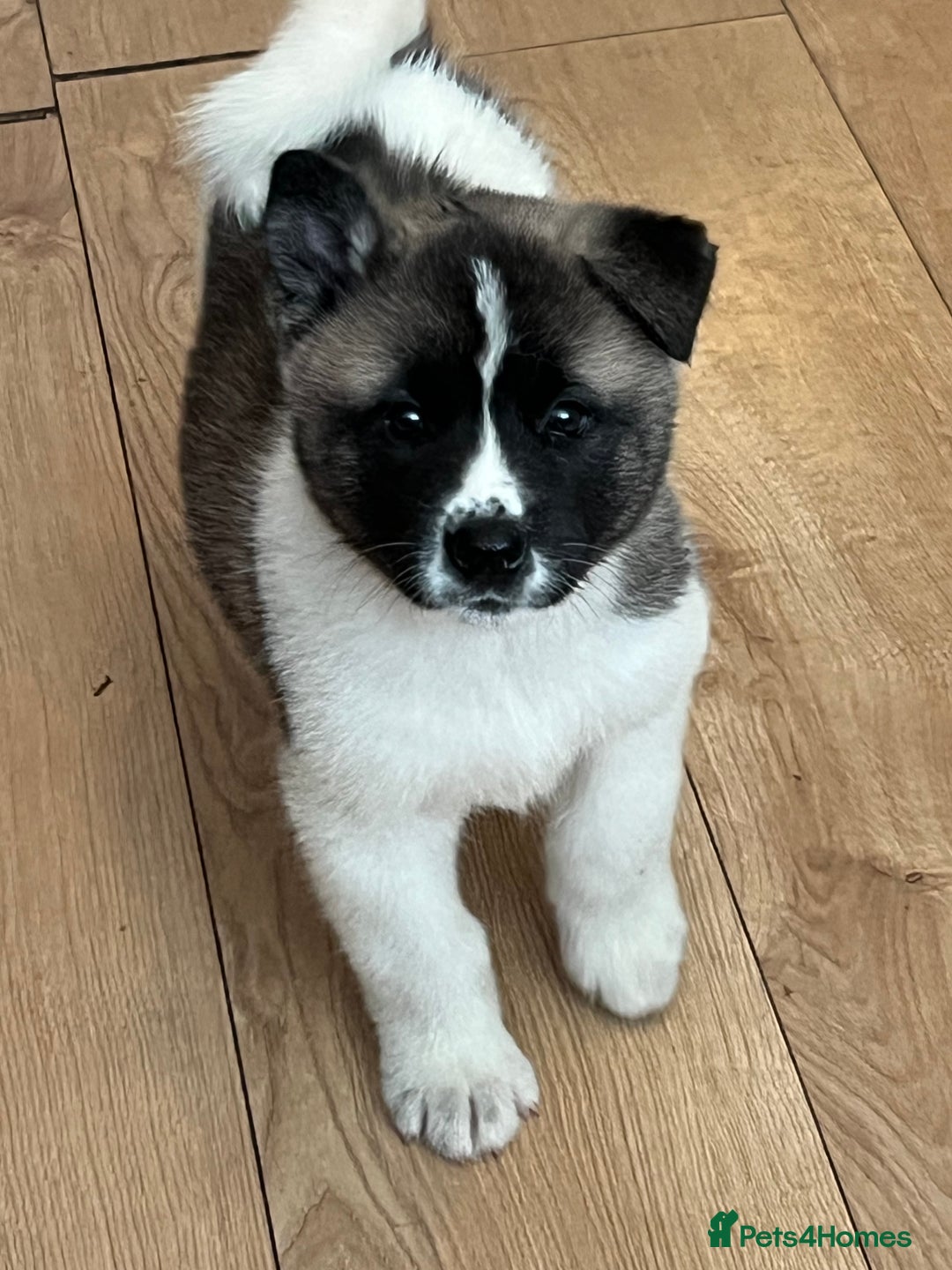 Akita dogs for stud: American Akita for Stud  - Image 15
