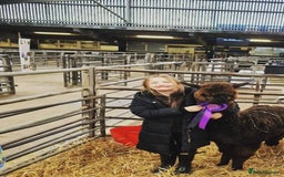 Alpaca livestock for sale: Sad Sale of 5 Females - Image 6