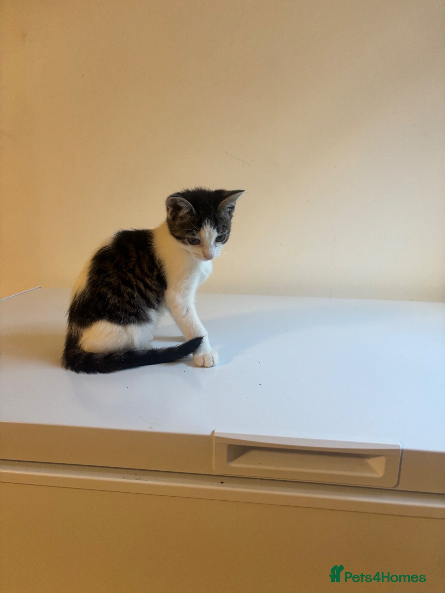 Mixed Breed cats 9 Adorable Mixed-Breed Kittens for Sale – £90  - Advert 2