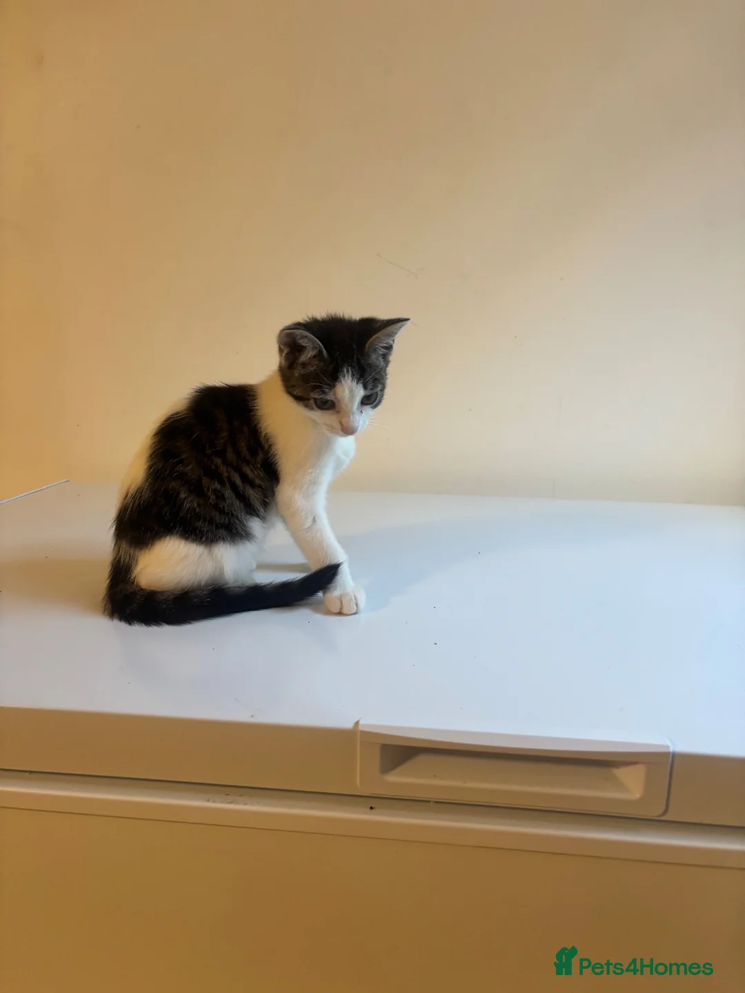 Mixed Breed cats for sale: 9 Adorable Mixed-Breed Kittens for Sale – £90  - Advert 2