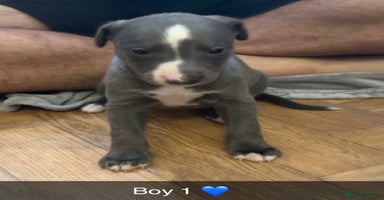 Whippet dogs - Advert 1