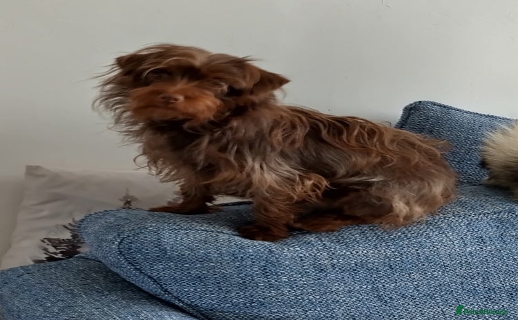 Mixed Breed dogs - Advert 5
