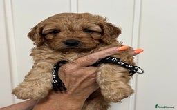 Cavapoo dogs for sale: ❤️ F1B CAVAPOOS 5* health checked ❤️ - Image 5