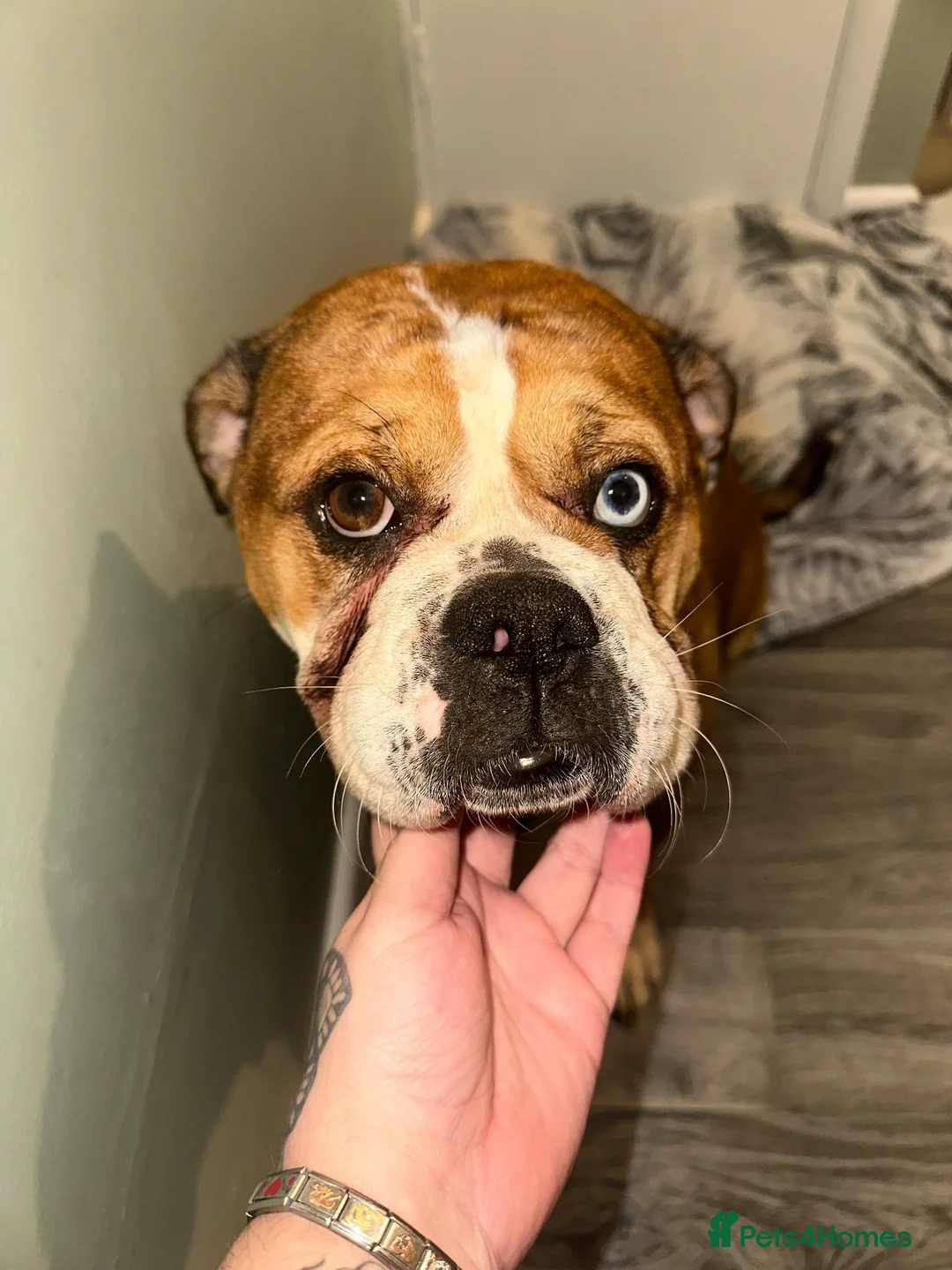 Alapaha Blue Blood Bulldog dogs for stud: Looking for a stud for my female in Barnsley - Advert 2