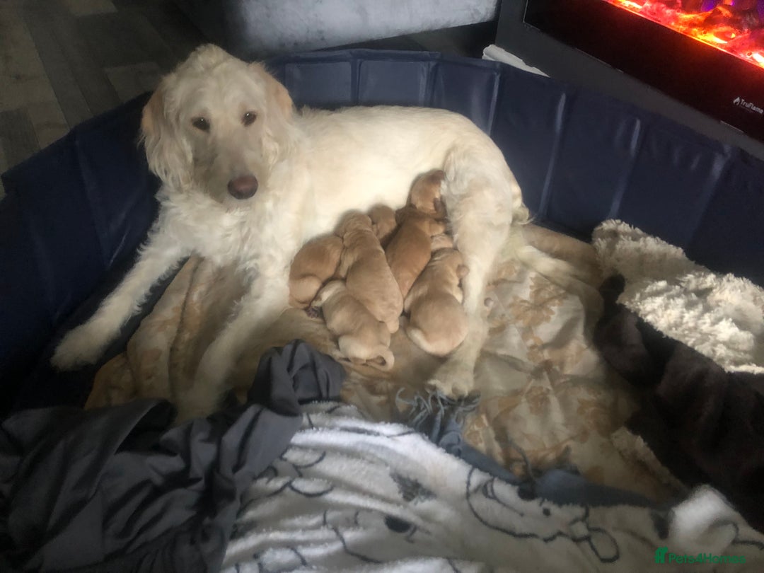 Labradoodle dogs for sale: 8 Beautiful Labradoodle Puppies  - Advert 4