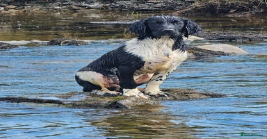 English Springer Spaniel dogs - Advert 2