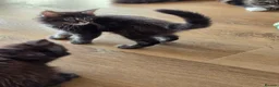 Maine Coon cats for sale: Maine coon kittens Ready Now - Advert 15