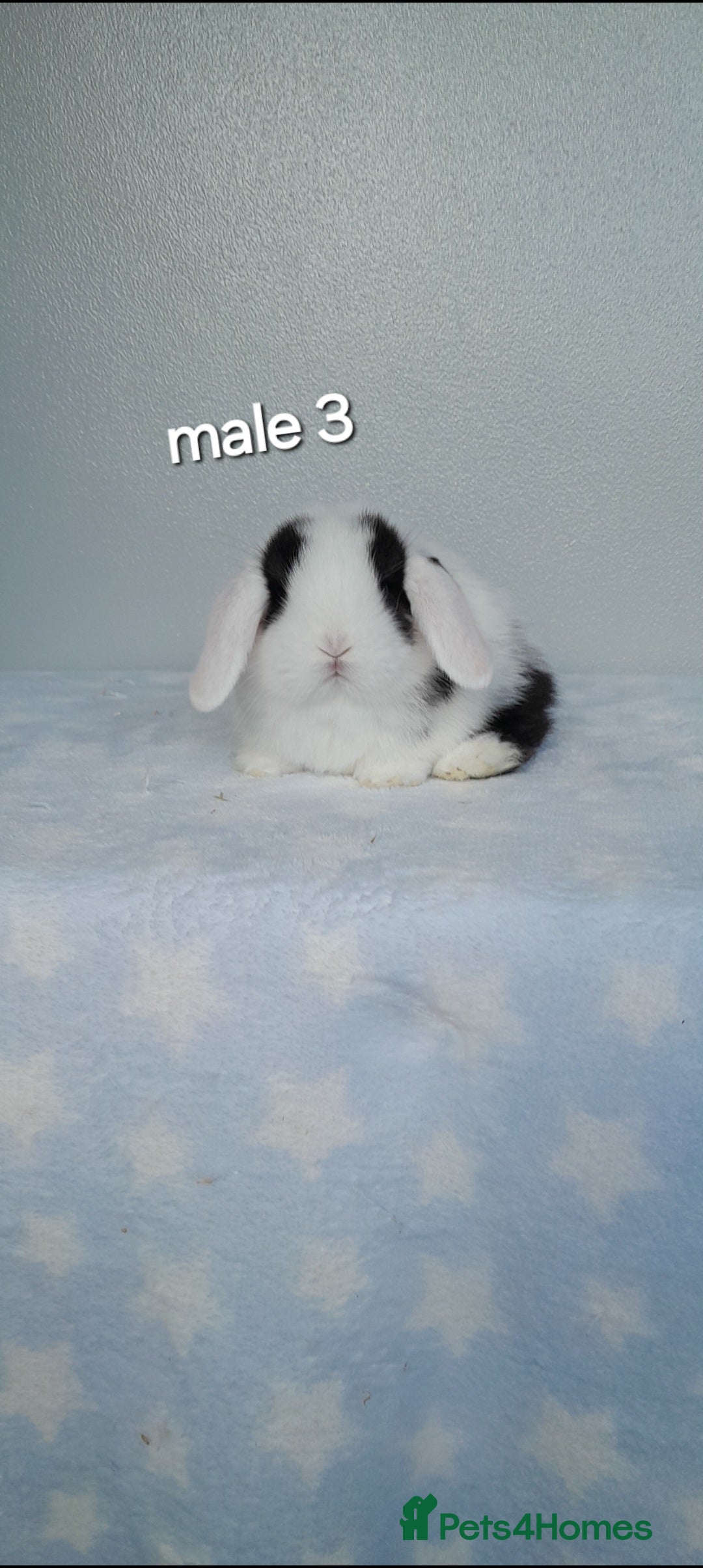 Mini Lop rabbits for sale: Gorgeous pure bred mini lops - Image 6