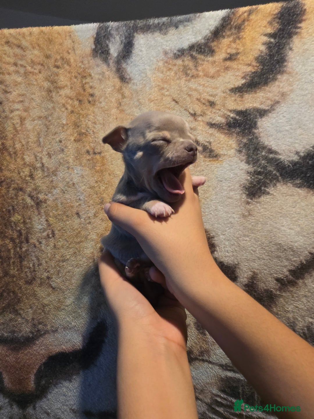 Chihuahua dogs for sale: Gorgeous Chihuahua Puppies Looking 4 Forever Homes - Image 23
