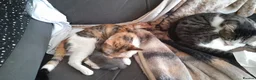 Mixed Breed cats for sale: 2 kittens  - Advert 2