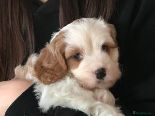 Cavapoo dogs - Advert 6