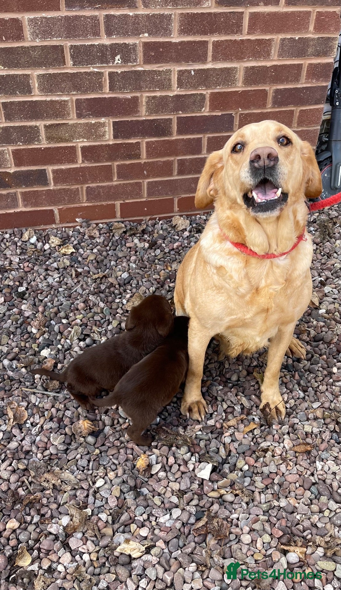 Labrador Retriever dogs Gorgeous Labrador pups - Advert 2