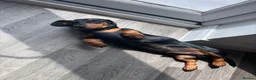 Miniature Dachshund dogs for sale: Miniature dachshund boy  in Faversham - Advert 3