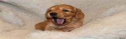 Miniature Dachshund dogs for sale: READYNOW KC cream L/H Health tested Mini Dachshund - Advert 22