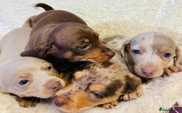 Miniature Dachshund dogs for sale: Miniature Dachshund puppies for sale  - Image 12